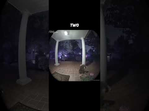 Raccoon Walking On 2 LEGS 