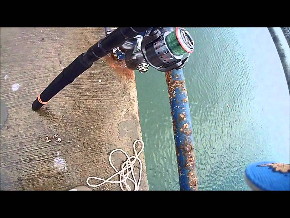 SARDINES RUN in SAN DIEGO BAY YouTube