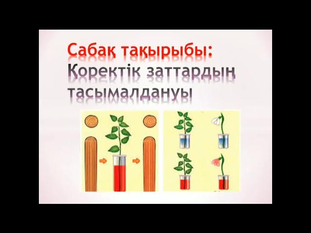 Қынаптағы ерекше заттардың фотосуреттері Қынаптағы ерекше заттардың фотосуреттері