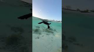 Tiny Bubbles! #shorts #short #shortvideo