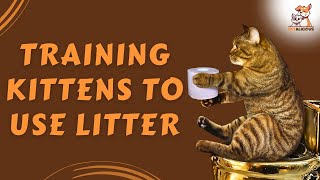 Purrfect Potty Training | Ultimate Tips & Tricks for Litter Training Your Cat | #cat #kitten