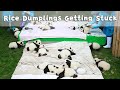 Rice Dumplings Getting Stuck | iPanda