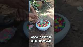 Beautiful Pots and Plants for sale in Islamabad #plants #pots #planter #springrose ##trending #viral