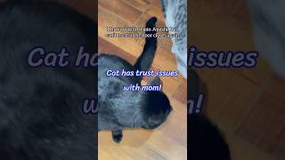 Cat demands explanation for this audacity! #catshorts  #cat #australia