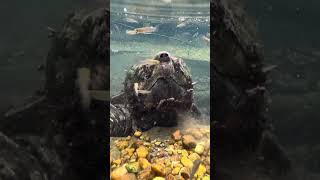Alligator snapping turtle eating #alligatorsnappingturtle #animals