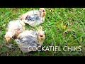 Three Cockatiel Chicks from Tono