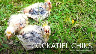 Three Cockatiel Chicks from Tono