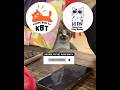 Malah bergosip || Kucing Lucu Paling Ngakak Part 1861 || #funny #shorts #fyp