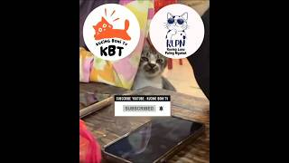 Malah bergosip || Kucing Lucu Paling Ngakak Part 1861 || #funny #shorts #fyp