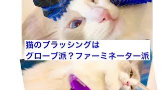 [ファーミネーター]初めての猫|猫のブラッシングはグローブ派？ファーミネーター派？What do you use for brushing cats?