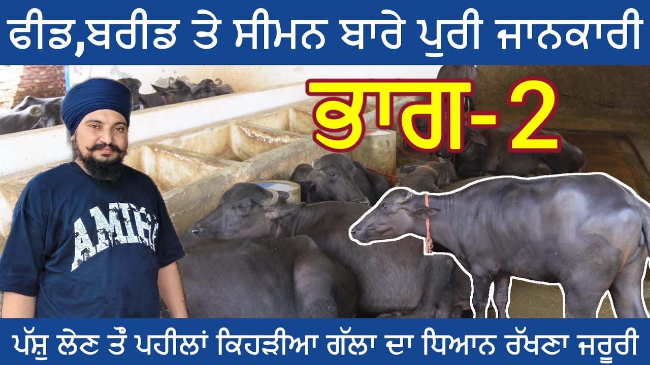 ਫੀਡ ਬਰੀਡ ਤੇ ਸੀਮਨ ਬਾਰੇ ਪੁਰੀ ਜਾਨਕਾਰੀ! ਪਸ਼ੁ ਲੇਣ ਤੋ ਪਹਿਲਾ ਕਿਹੜੀਆ ਗੱਲਾਂ ਦਾ ਧਿਆਨ ਰੱਖਣਾ ਜਰੂਰੀ!