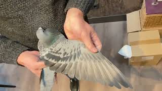 Hooymans Greater Middle distance pigeon - Gregory (NL20-1609243)