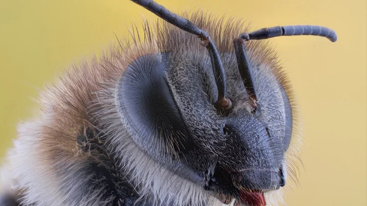 Close-up and Macro Photographs of Insects and Spiders