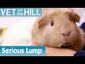 🐹 Guinea Pig Has A Serious Lump | FULL EPISODE | S02E08 | Vet On The Hill