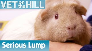 Guinea Pig Has A Serious Lump | FULL EPISODE | S02E08 | Vet On The Hill