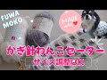 【かぎ針犬用セーター】サイズ調整OK Daisoレーナ2玉で簡単な模様編み すぐ編めるショート丈のわんこセーターを編んでみました