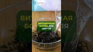 ВИТАМИННАЯ БОМБА ДЛЯ ЦВЕТОВ🤯 #дом #сад #растения #удобрение #цветы #подкормка