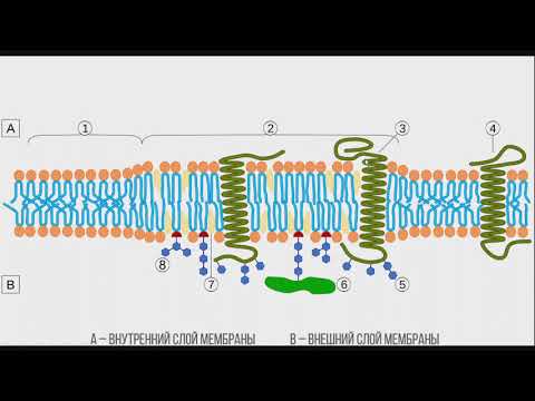 Мини-лекции по физиологии: Состав и строение клеточной мембраны. Основные свойства и функции.