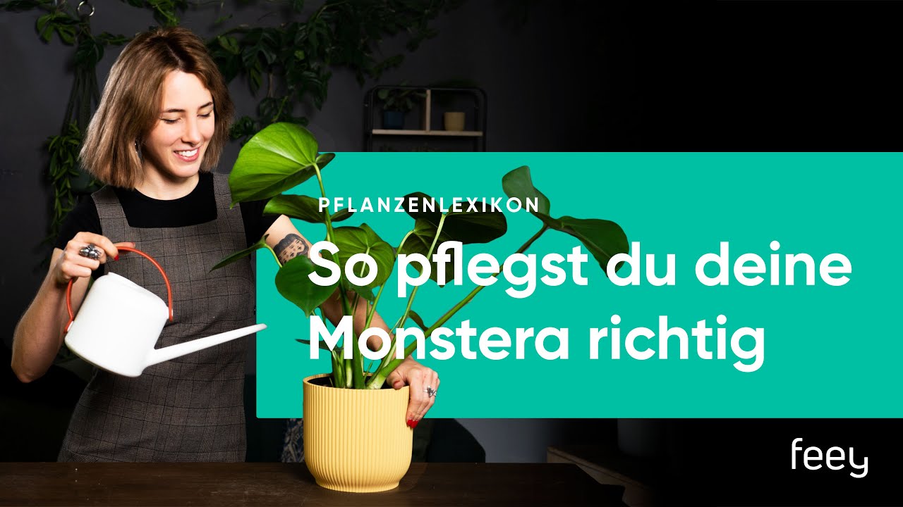 Monstera richtig pflegen – der komplette Guide | feey 🌱