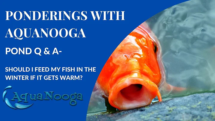 Should I feed my pond fish in the winter if it gets warm? - Ponderings with AquaNooga