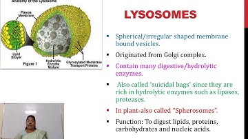 Ultrastructure of Eukaryotic Cell-Part II