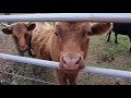 Dexter Cows LOVE our NEW Pasture! New Fencing and more Pasture