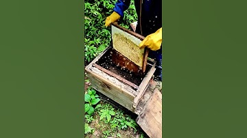 Natural Propolis Harvesting Technology #Actual Footage