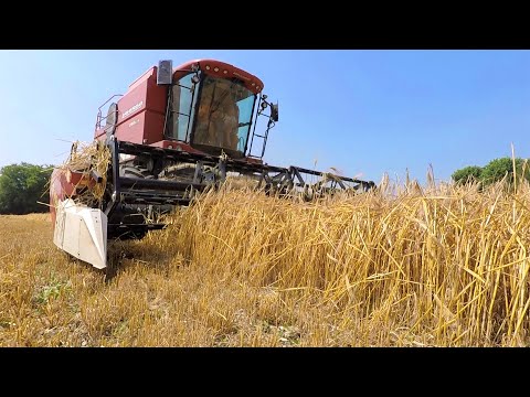 Barley harvesting |