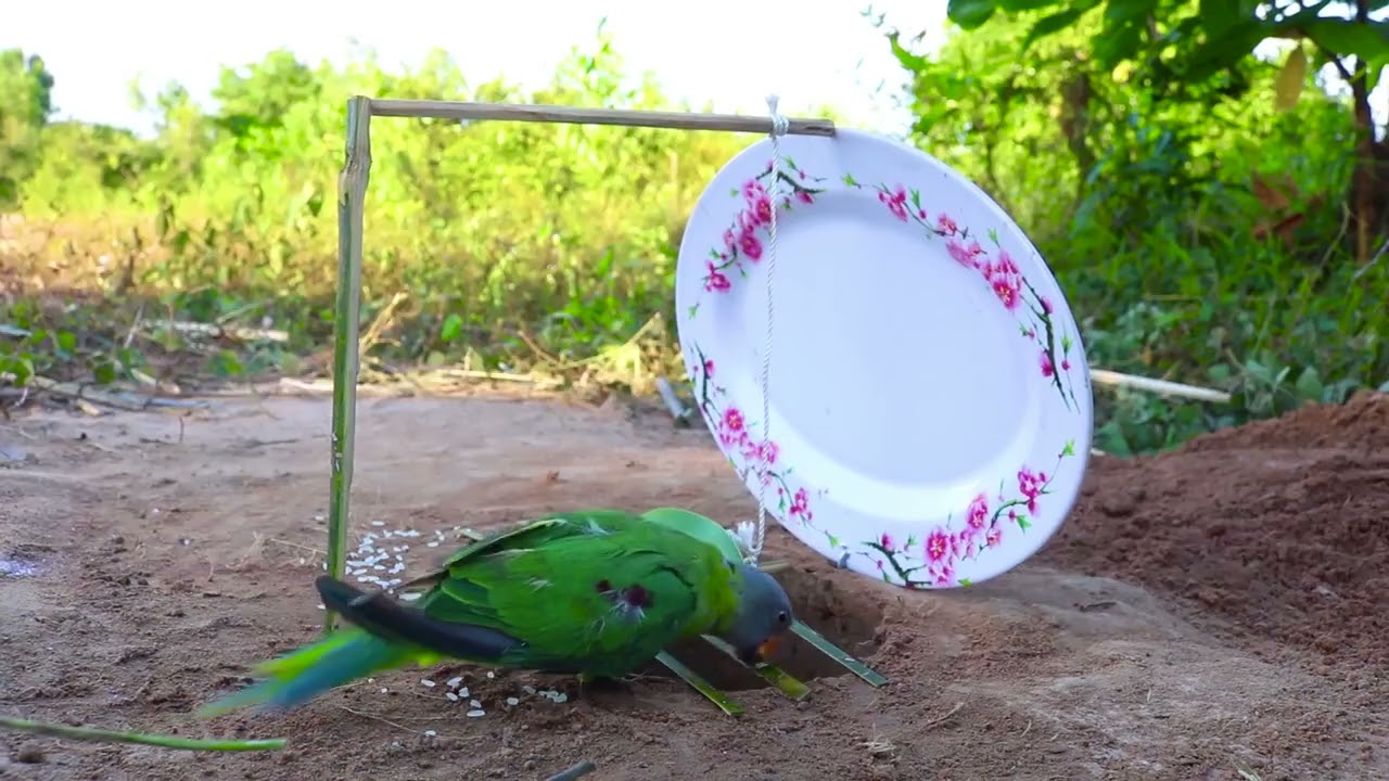 Creative Technology Parrot Bird Trap Using Bamboo   Plastic Plate and  Cardboard