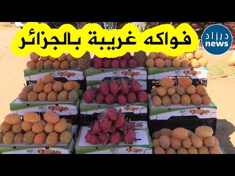 فيديو: الأناناس الغريب: أين تنمو هذه الفاكهة النادرة؟