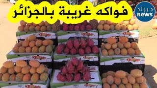 فواكه غريبة بالجزائر.. تُباع بولاية تيبازة