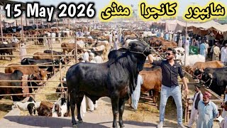 Friday Update Shahpur kanjra Mandi Lahore 2026 | Cow Mandi Lahore 2026 | Cow Mandi | Lahori shauk