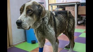 Спасение собаки, приют "Шанс" и клиника "Ветеринар" Спасение собаки, приют "Шанс" и клиника "Ветеринар"