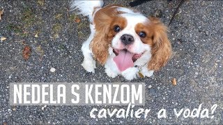 Nedeľa S Kenzom Bojí Sa Cavalier Vody? Blažovci