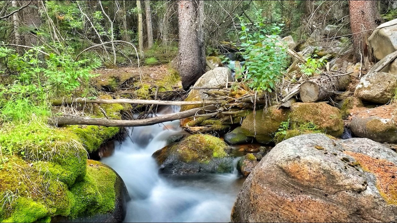 A forest creek and the most beautiful trout