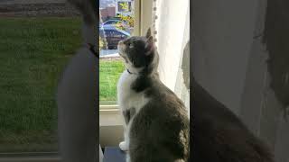 Bird Watching Adventure With Joey the Cat