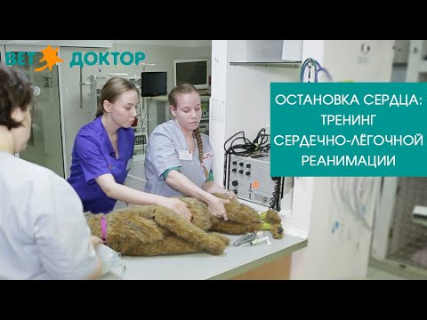 ОСТАНОВКА СЕРДЦА: тренинг сердечно-лёгочной реанимации