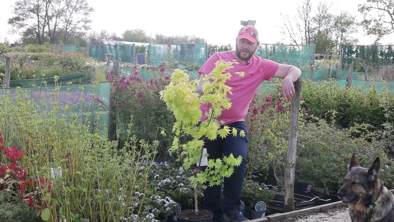 Plant Profile: Acer Shirasawanum Jordan "Golden Full Moon" Maple Tree