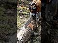 Tiny STIHL Chainsaw Cuts tree branch🌴 🌴 🌲 🌳 #short #shortsfeed #tree #minichainsaw