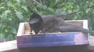 Common Grackles Eating 2