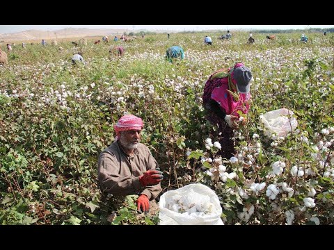 معاناة مزارعي القطن في مدينة تل أبيض