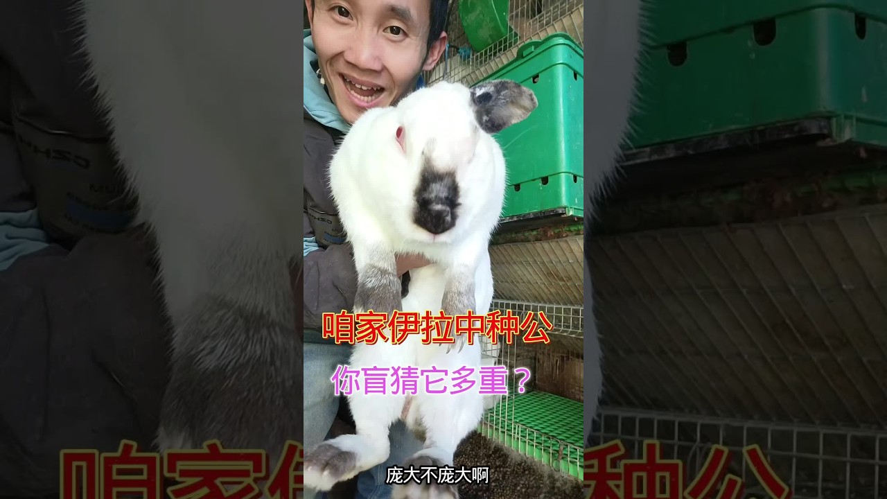 你们家伊拉都长多大，今天称下咱家种公，真是出乎意料了#兔子#兔子养殖#阿军聊养兔#