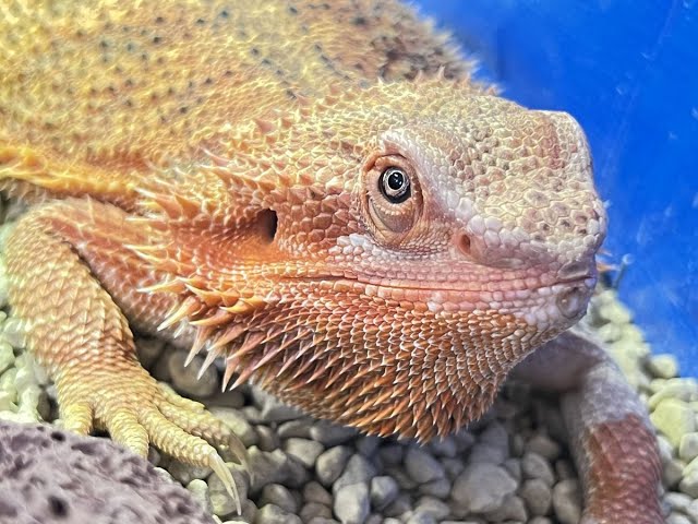 フトアゴヒゲトカゲの1日♪ - YouTube