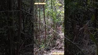 cekakak rimba #burung #kicaumania #tengkek