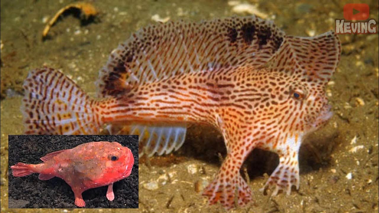 Рыбка ангел. Картинка на которой рыба. Барракуда аквариумная. Королевская макрель. Рыба лахудра.