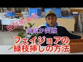 【フェイジョア　育て方】亜熱帯果樹フェイジョアの緑枝挿し