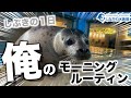 ゴマフアザラシの赤ちゃん~モーニングルーティン~@しながわ水族館【しぶき】