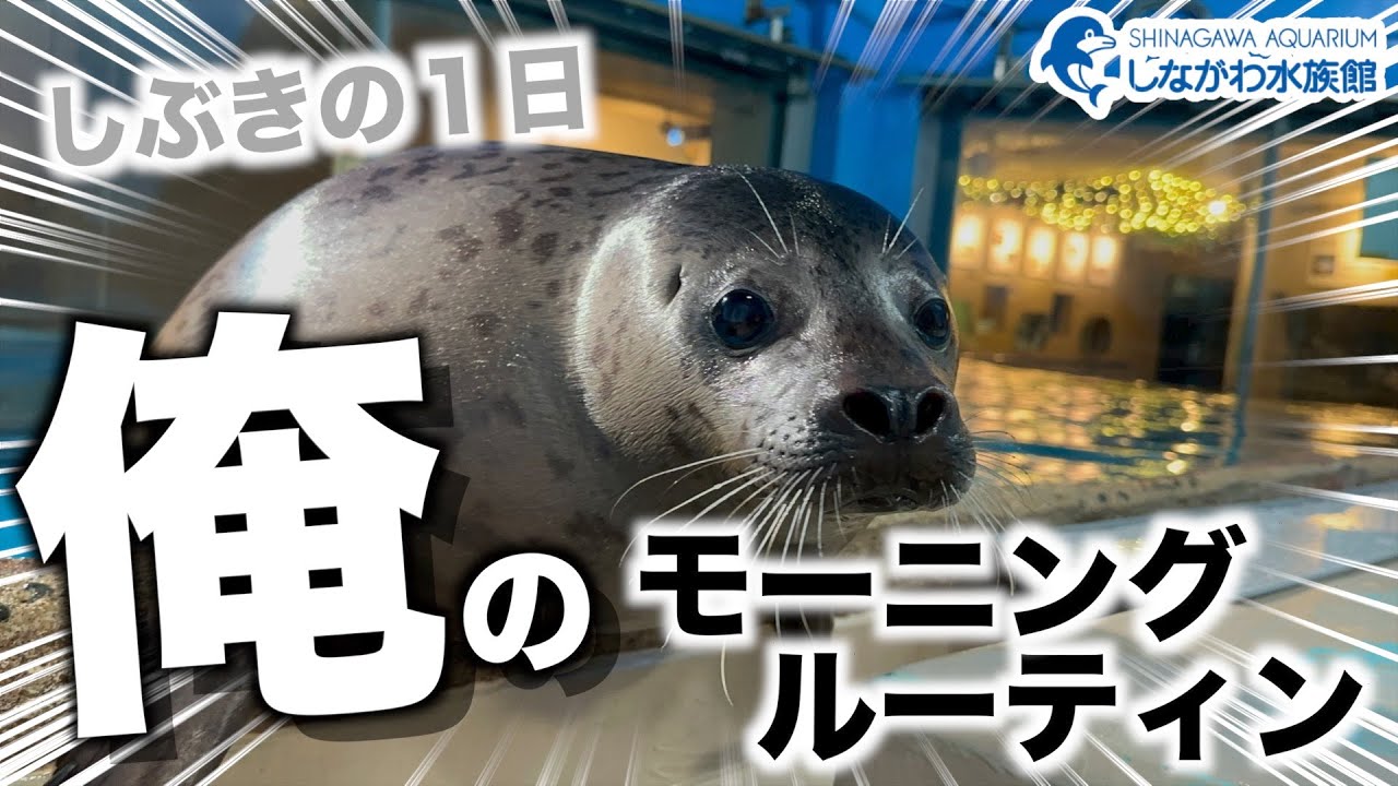ゴマフアザラシの赤ちゃん～モーニングルーティン～＠しながわ水族館【しぶき】
