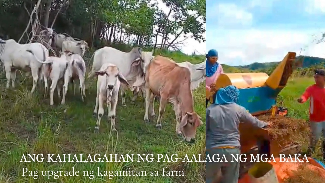 Ang kahalagahan ng pag-aalaga ng mga baka | Pag upgrade ng kagamitan sa farm