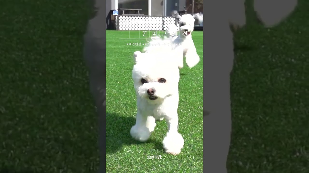 반려견과 함께해서 더욱 즐거운 여행이 될 꼰띠고애견펜션🐶🤎소중한 우리 반려견을 위한 여행을 고민 중이시라면 꼰띠고로~🐕